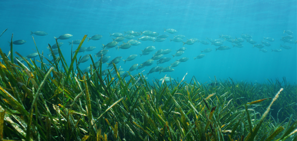 herbiers marins, poissons