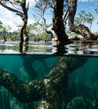 mangroves alexis