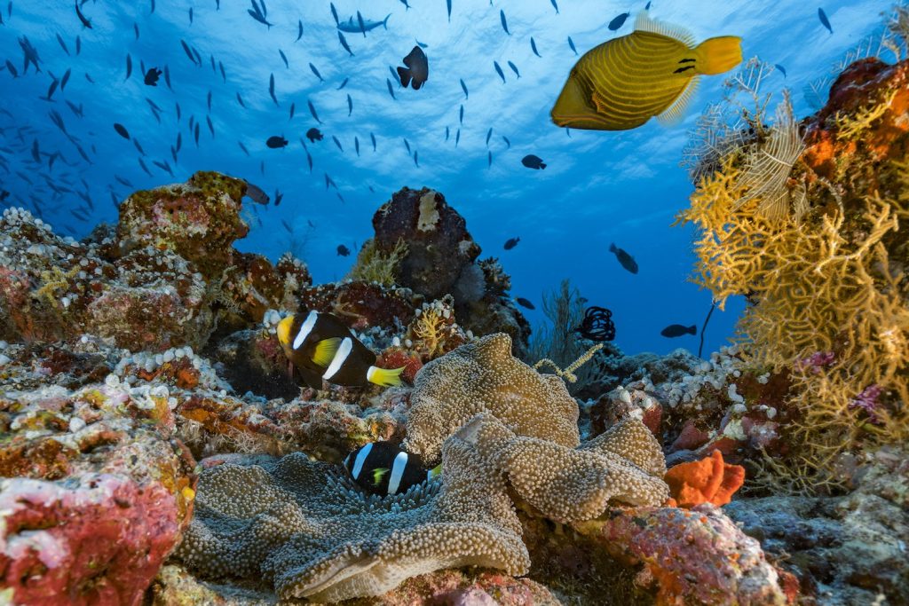 sos-corail-protection-des-coraux-fondation-de-la-mer