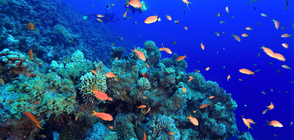 Comment protéger les coraux ? - Fondation de la Mer