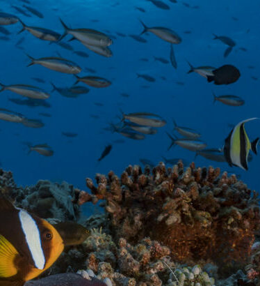 Poissons clown de Clark et récif corallien aux Maldives