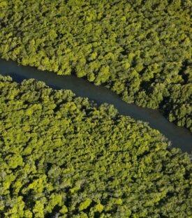 C Alexis Rosenfeld  Mangrove de Tsararno ou de Dzoumogné 1024x681