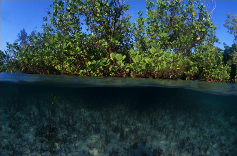 MANGROVES- Alexis Rosenfeld
