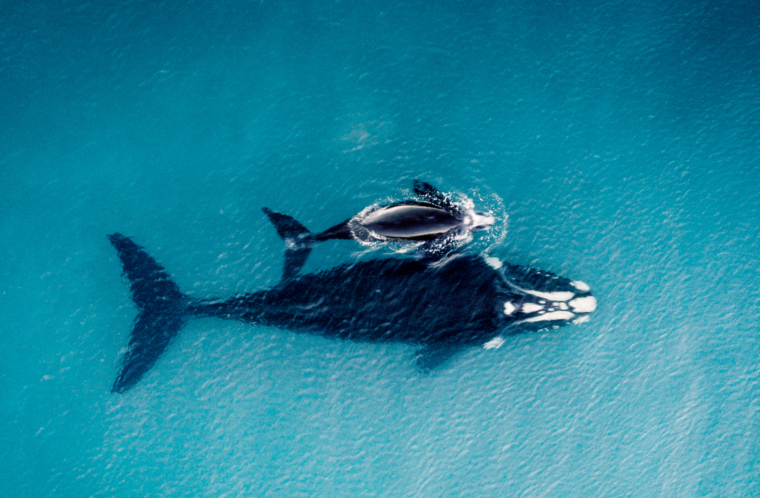 baleine