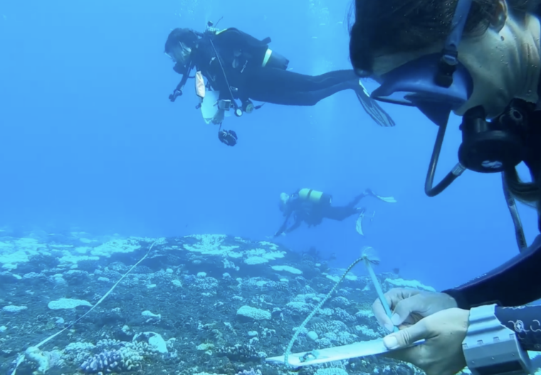 reef check
