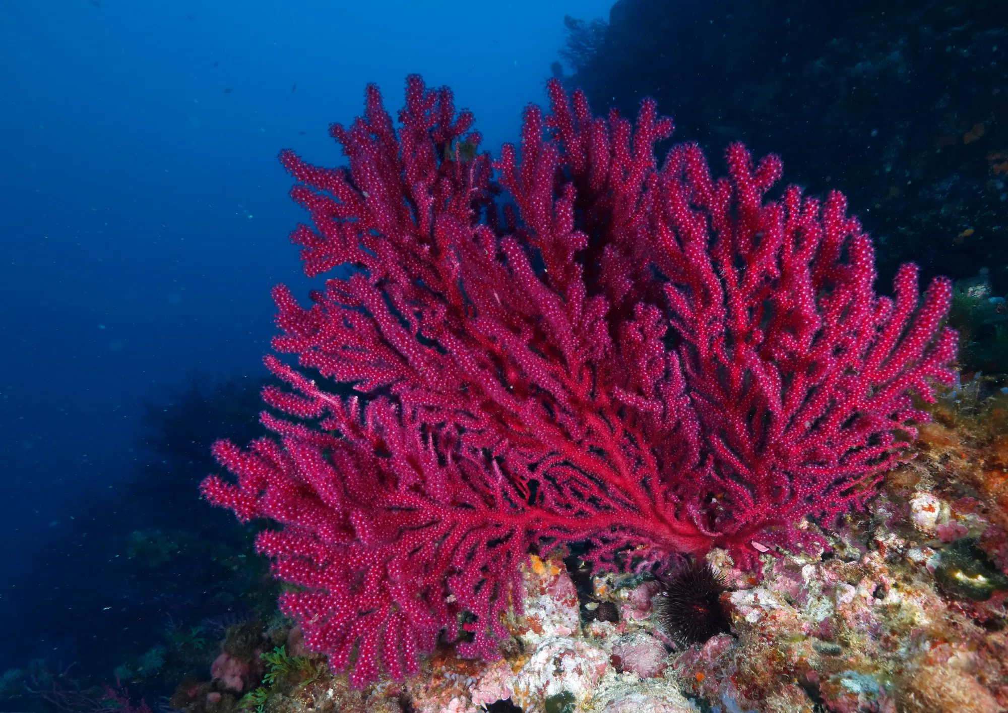 Gorgone rouge