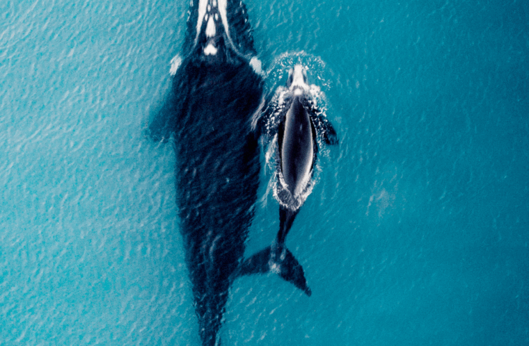 Baleines