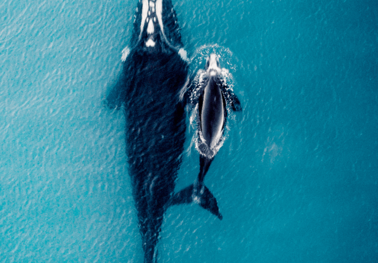 Baleines