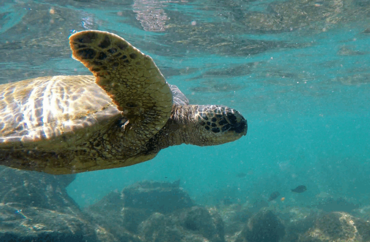 tortue