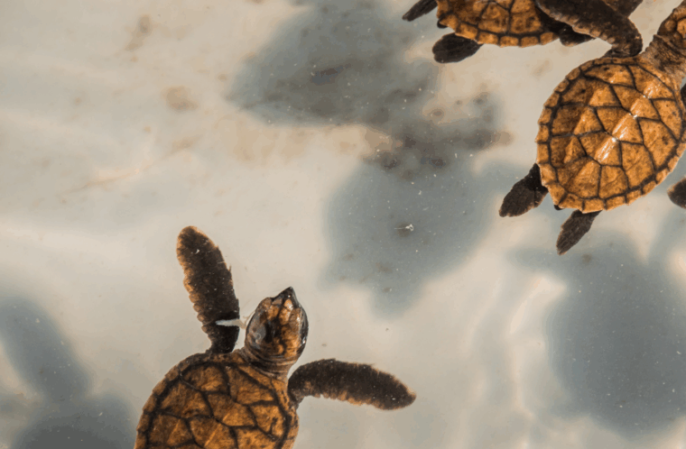 Bébés Tortues