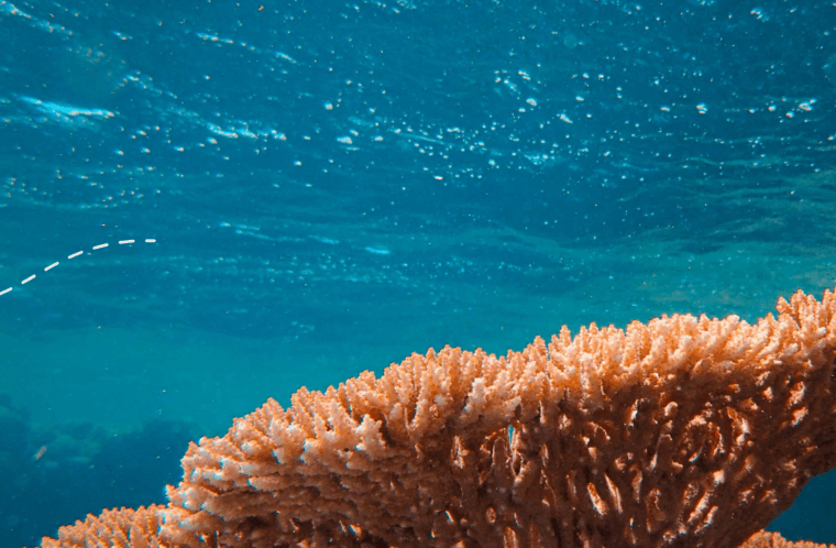 Corail