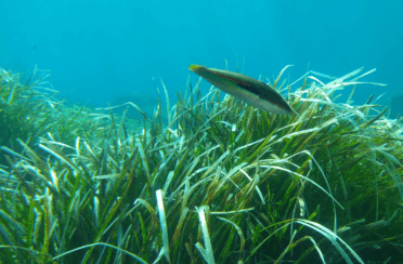 Posidonie, herbiers marins