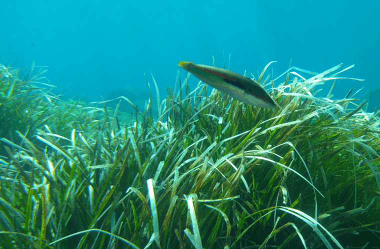 Posidonie, herbiers marins