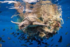 Tortue Pollution plastique © Simon Lorenz