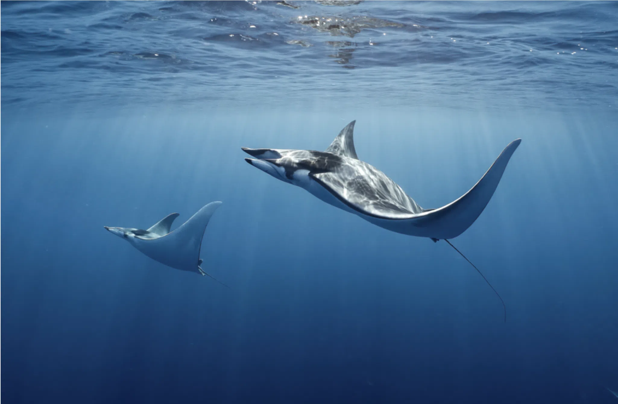 Raie diable de Mer - © Pierre Leo Paul - Ailerons