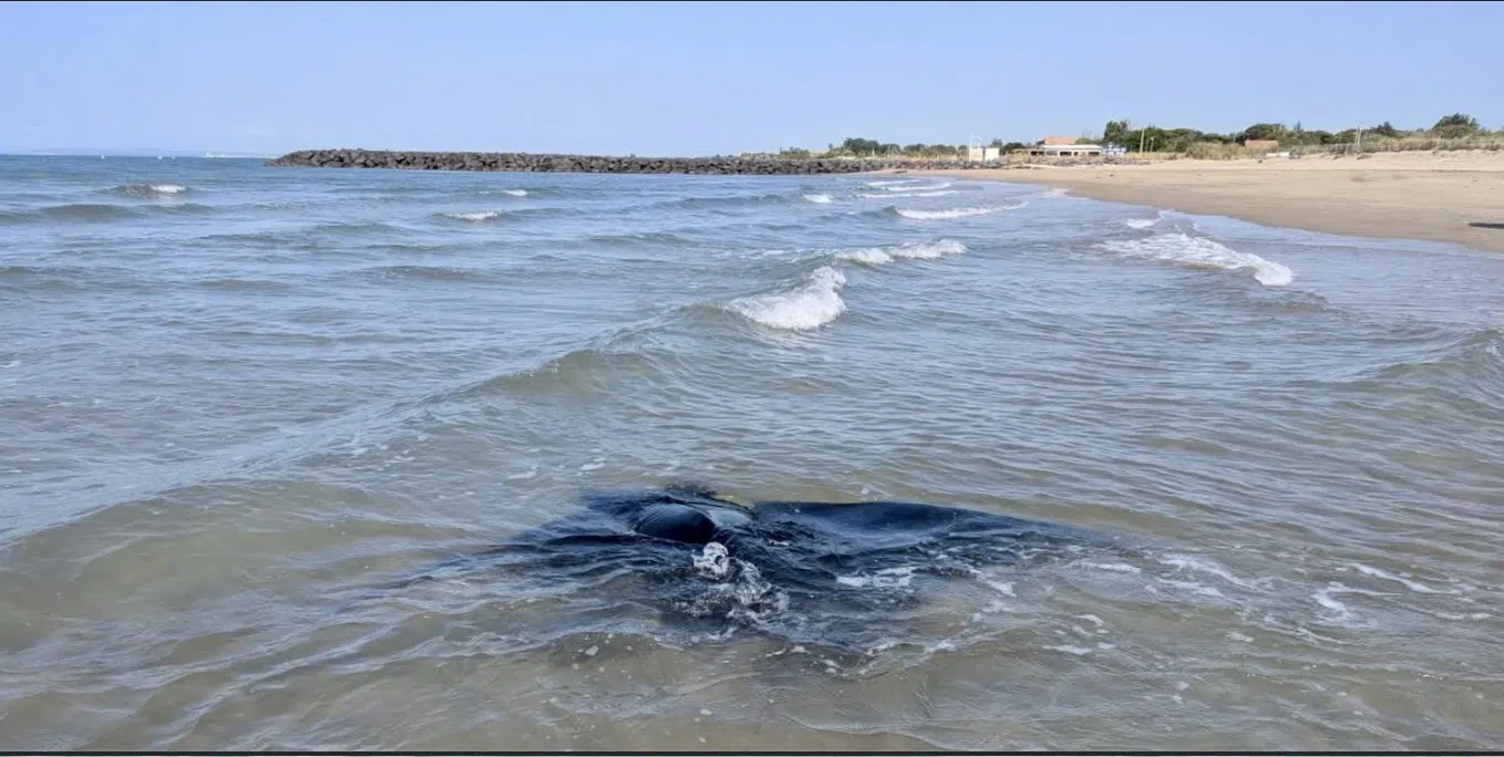 Raie en bord de plage juin 2025 © Aire Marine Protégée de la Côte Agathoise