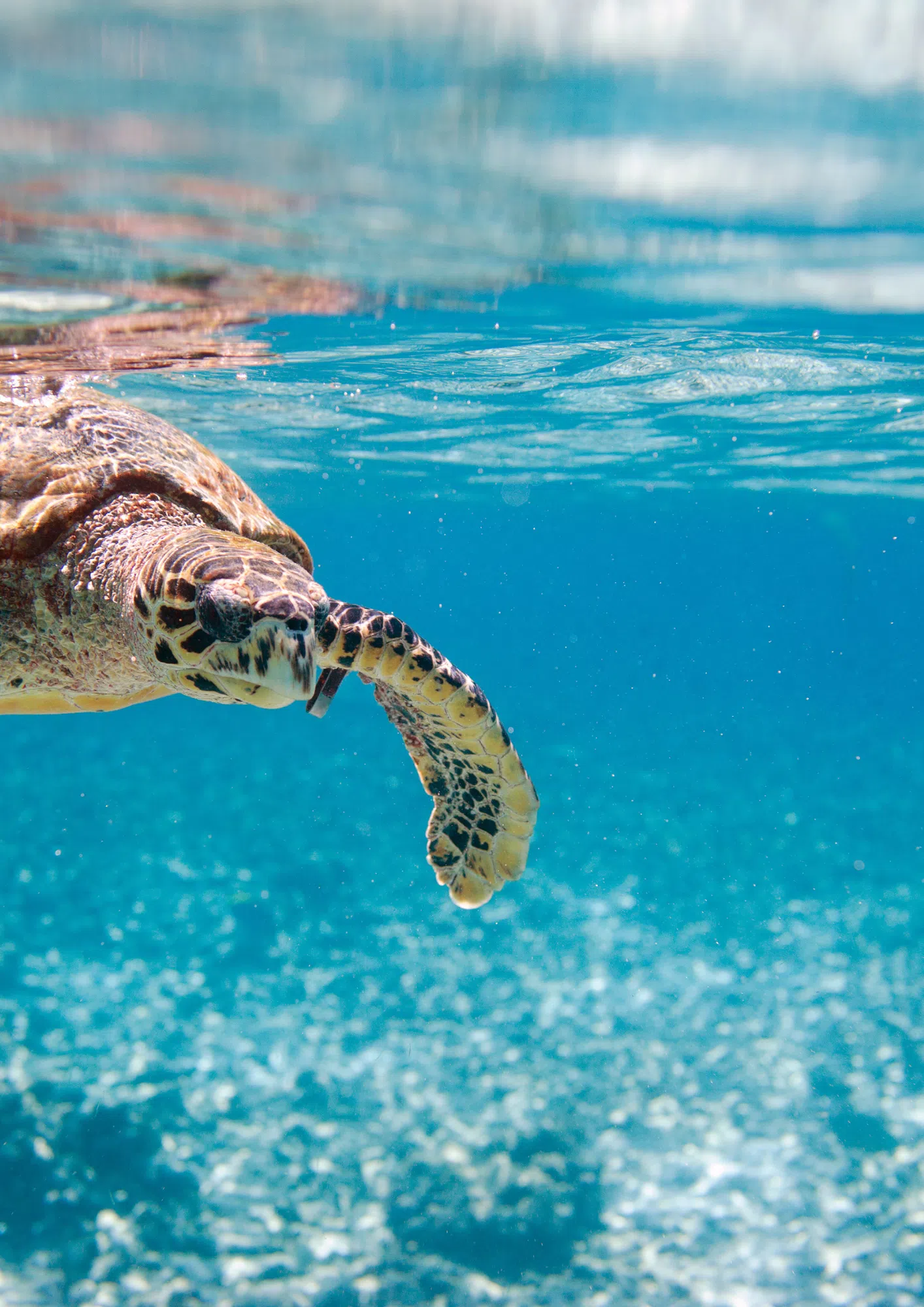tortue