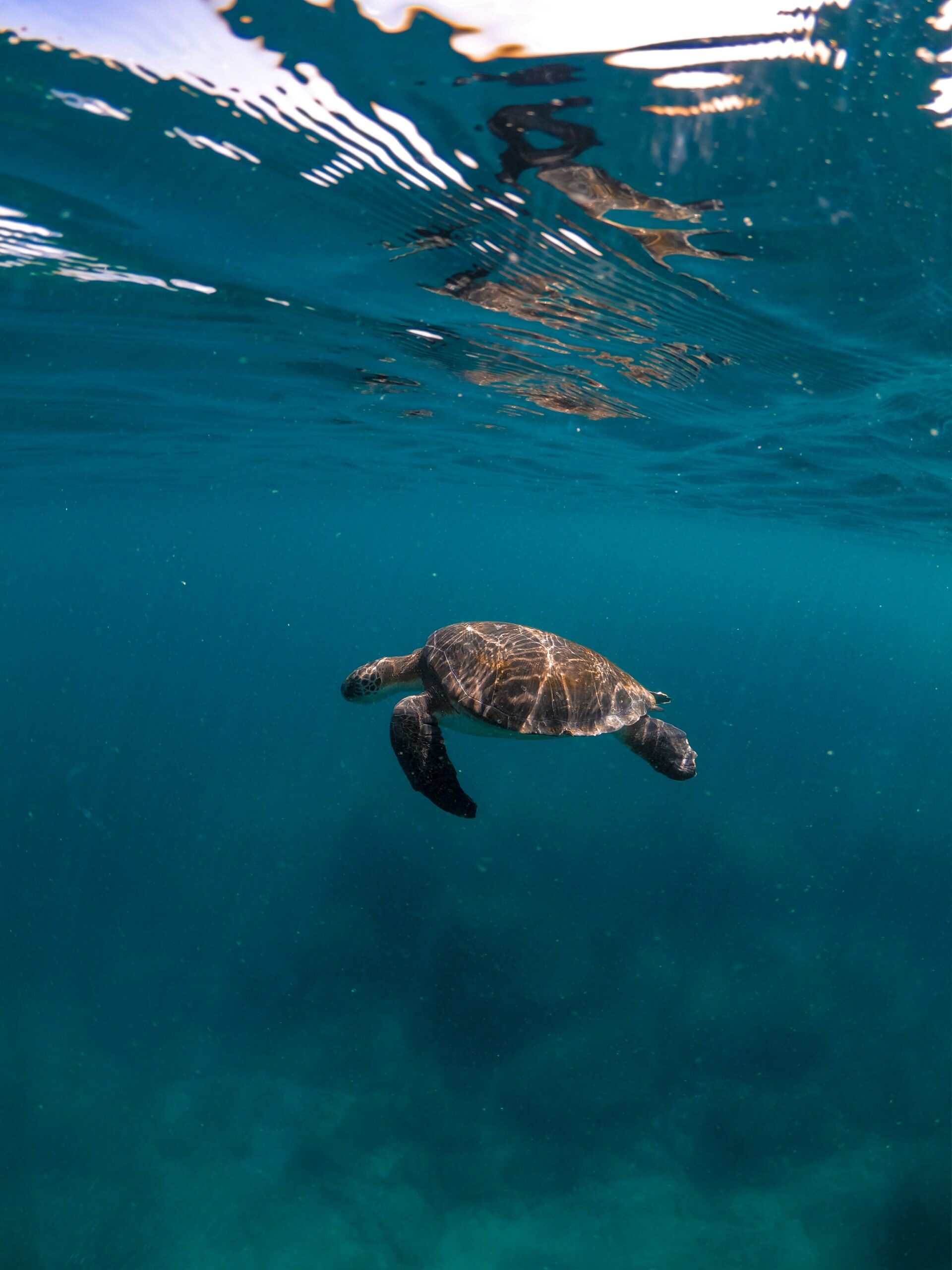 Tortue marine (2)