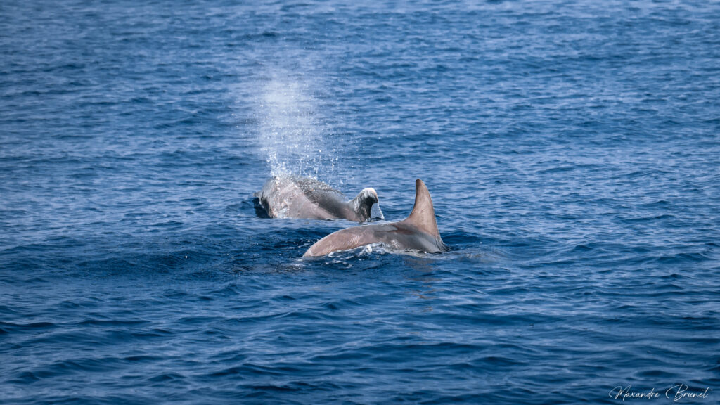 Mare vivu