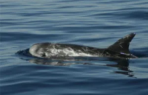 Dauphin de Risso Miraceti