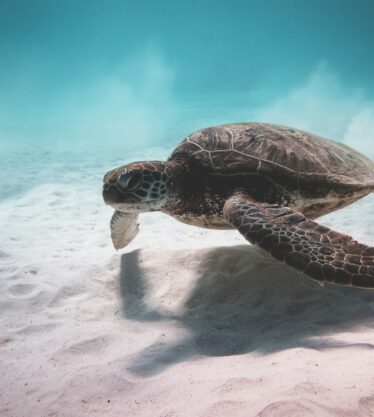 Tortue marine (5)