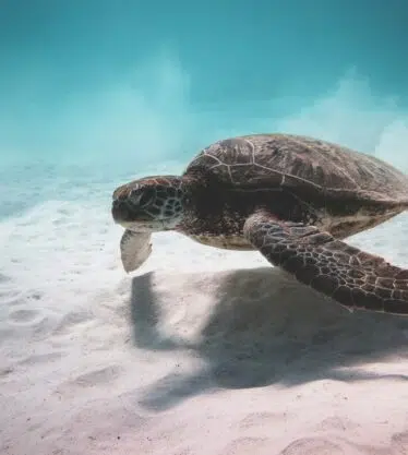 Tortue marine (5)