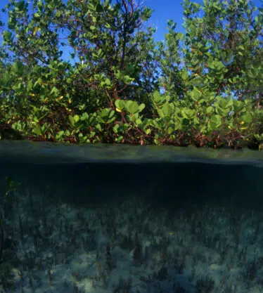 MANGROVE