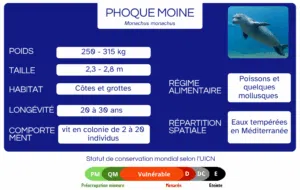 phoque moine