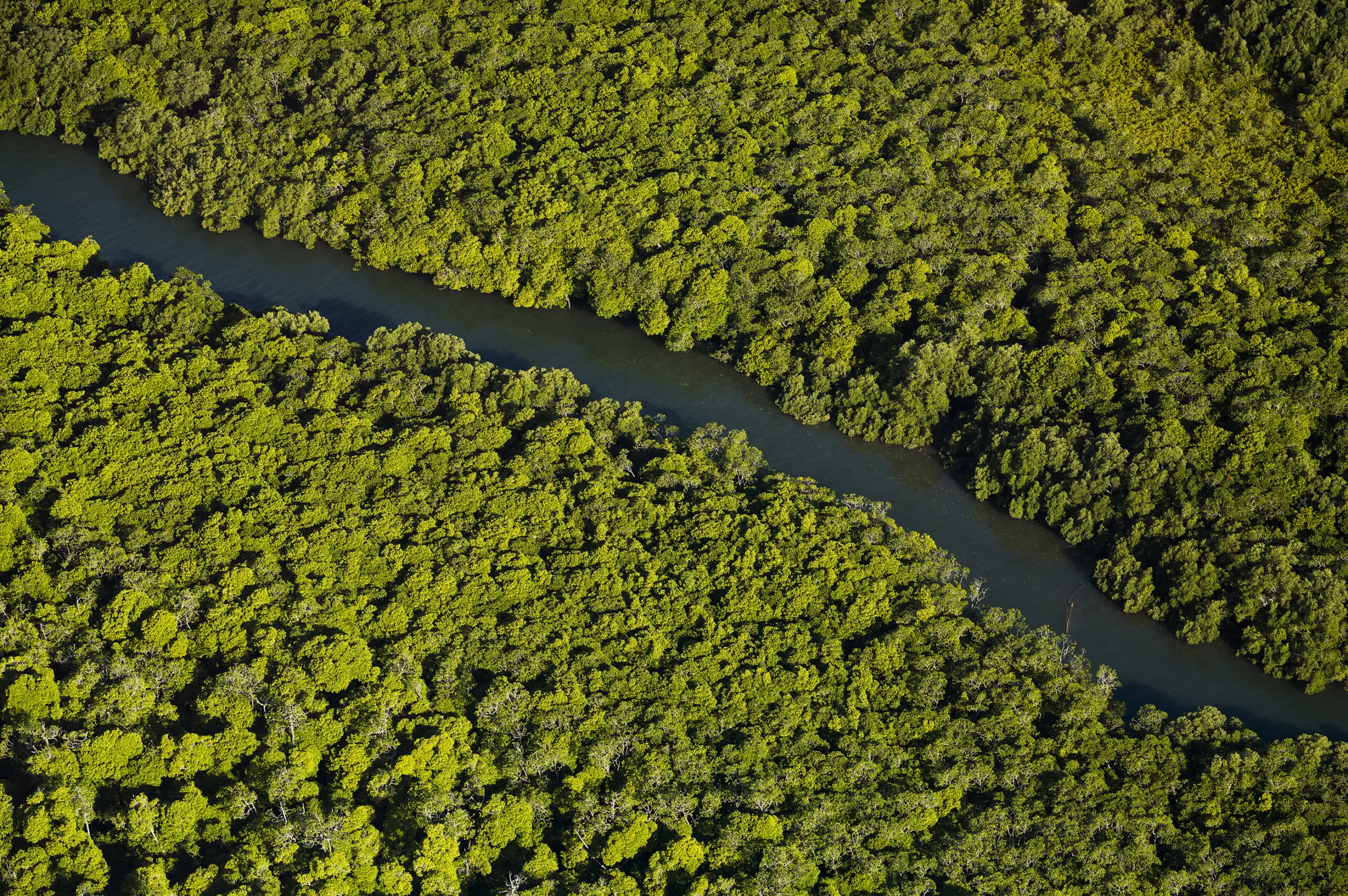 (C) Alexis Rosenfeld_ Mangrove de Tsararno ou de Dzoumogné