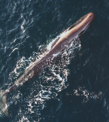 Cachalot_We-Explore_photo_cachalot_Drone_6_crédit Julien Stintzy 7R Picture