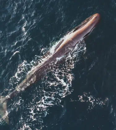 Cachalot_We-Explore_photo_cachalot_Drone_6_crédit Julien Stintzy 7R Picture