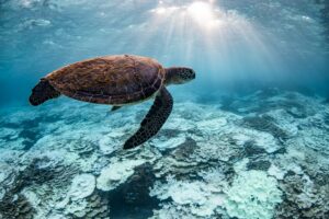 HC-SHOISH1-1920x1280