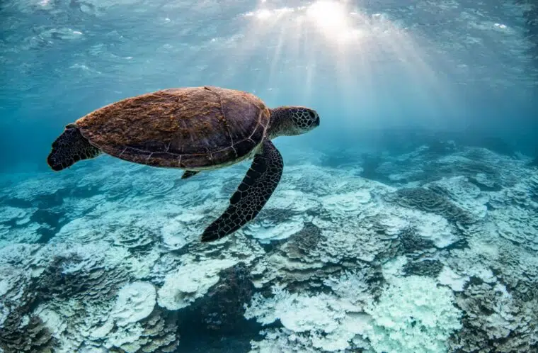 HC-SHOISH1-1920x1280