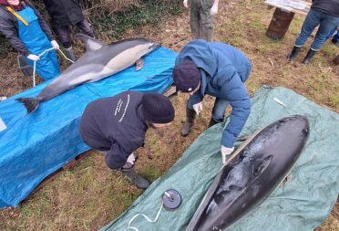 ©️ AL LARK - Opération de sauvetage de 13 dauphins dont 6 nouveaux-nés, échoués dans les parc à huîtres de Cancale