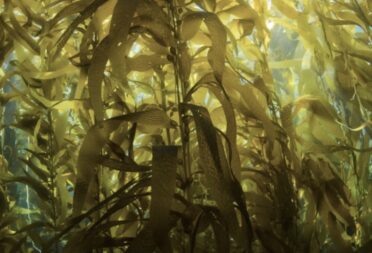 Photo 1 Laminaire (1)