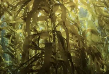 Photo 1 Laminaire (1)