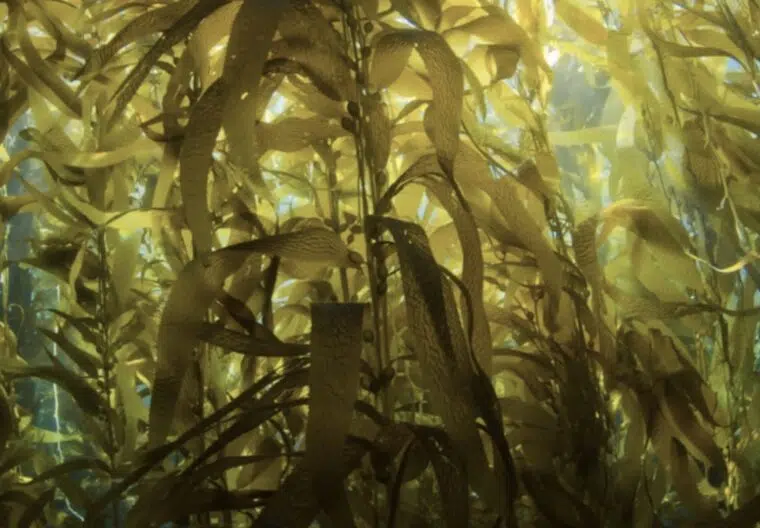 Photo 1 Laminaire (1)