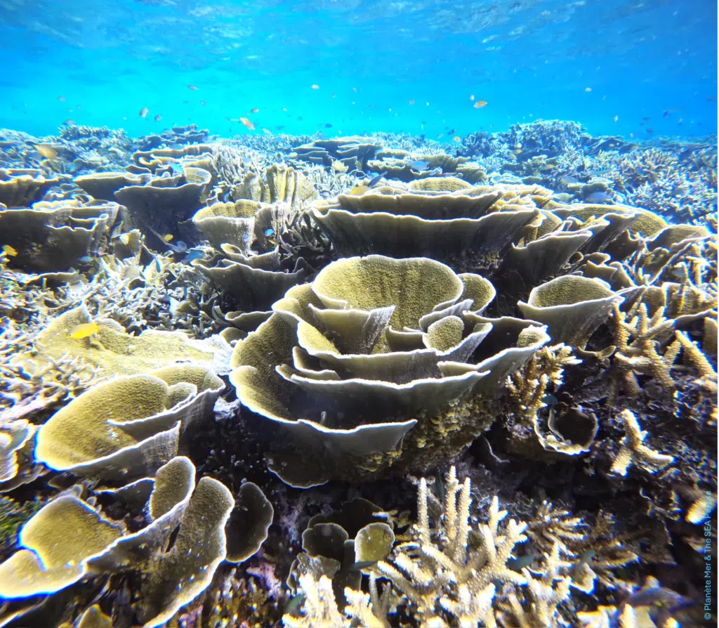 Photo 3 - Récif corallien sain après restauration