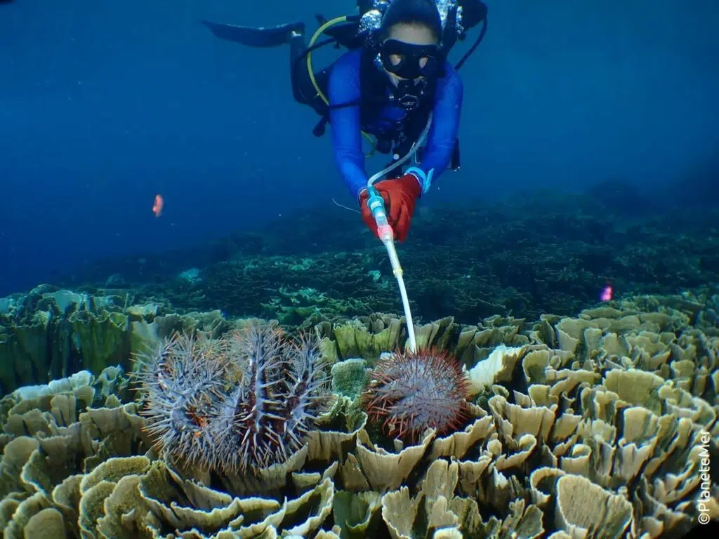 Photo 4 - Opération de lutte contre la prolifération d'Acanthaster