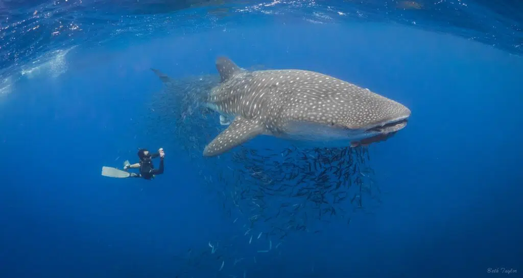 Visuel 4_Copyright Beth Taylor (Mission William)