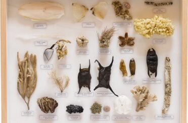 vitrine-laisse-de-mer-1