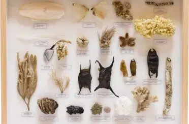 vitrine-laisse-de-mer-1