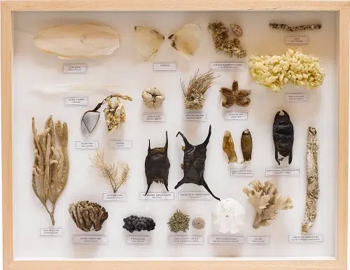 vitrine-laisse-de-mer-1