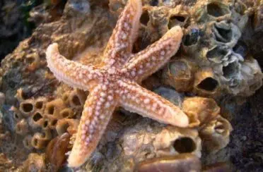 Asteria_rubenscBioLit-Francoise