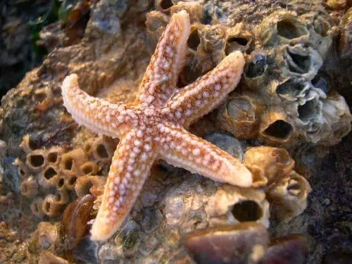 Asteria_rubenscBioLit-Francoise