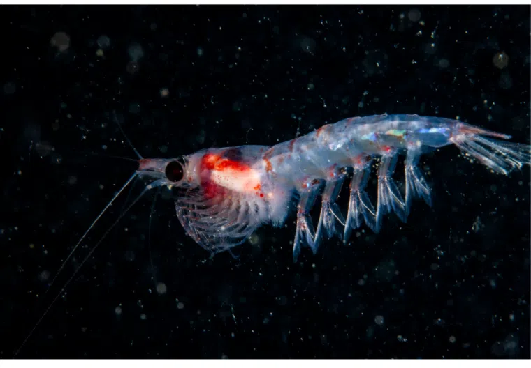 Krill