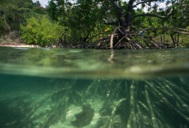 Mangroves