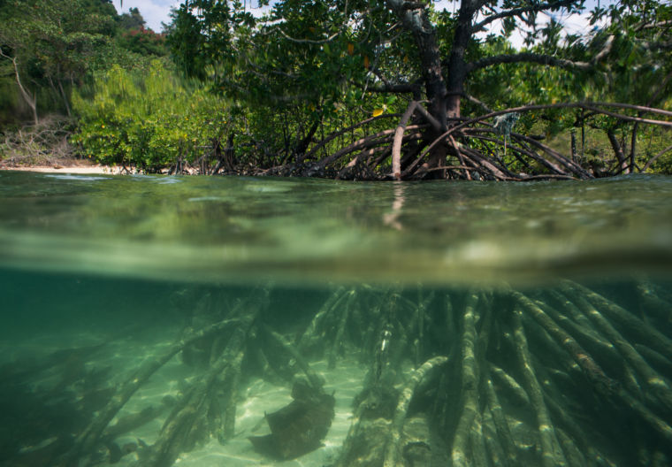 Mangroves